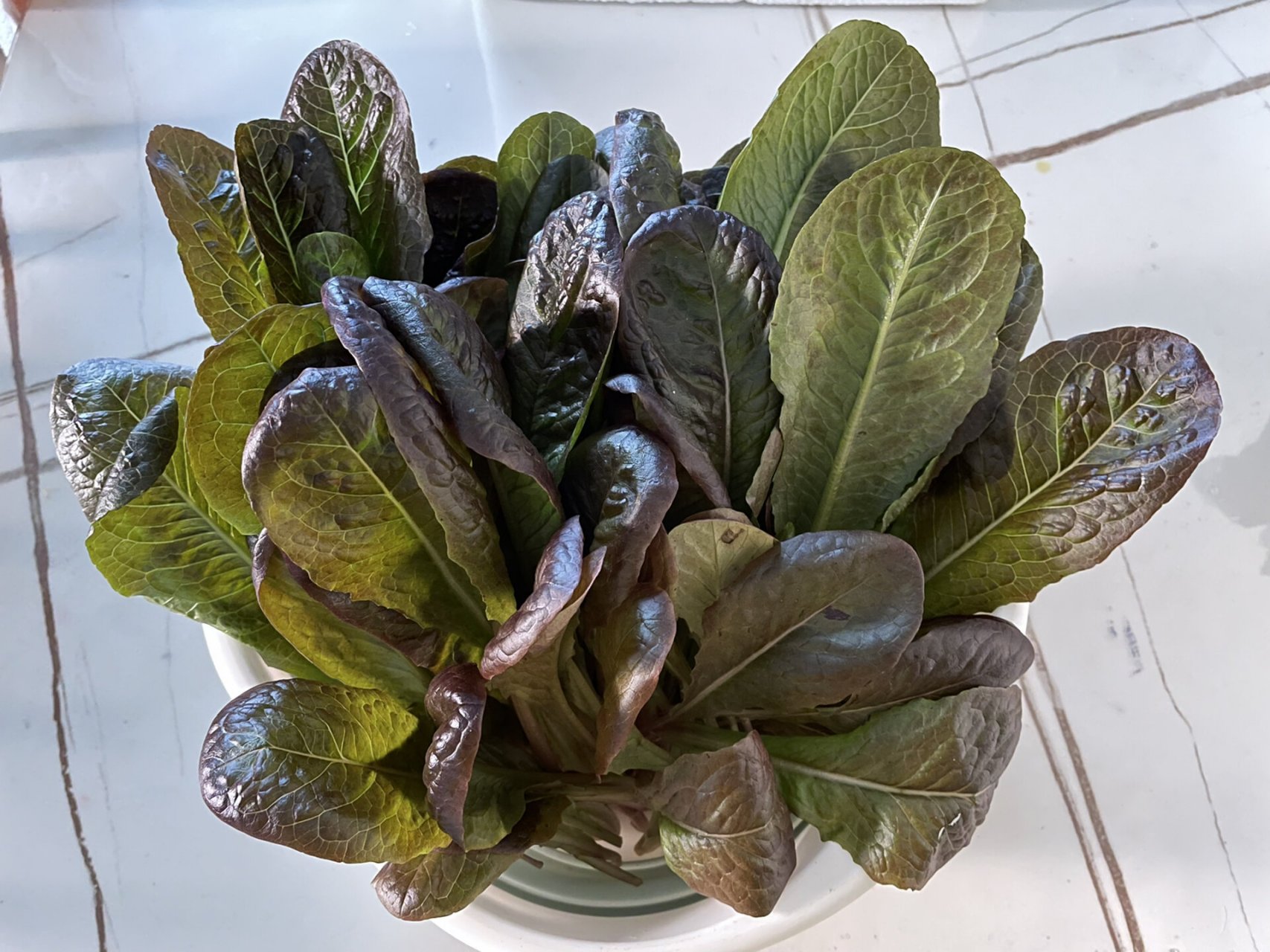 紫尾孔雀菜图片