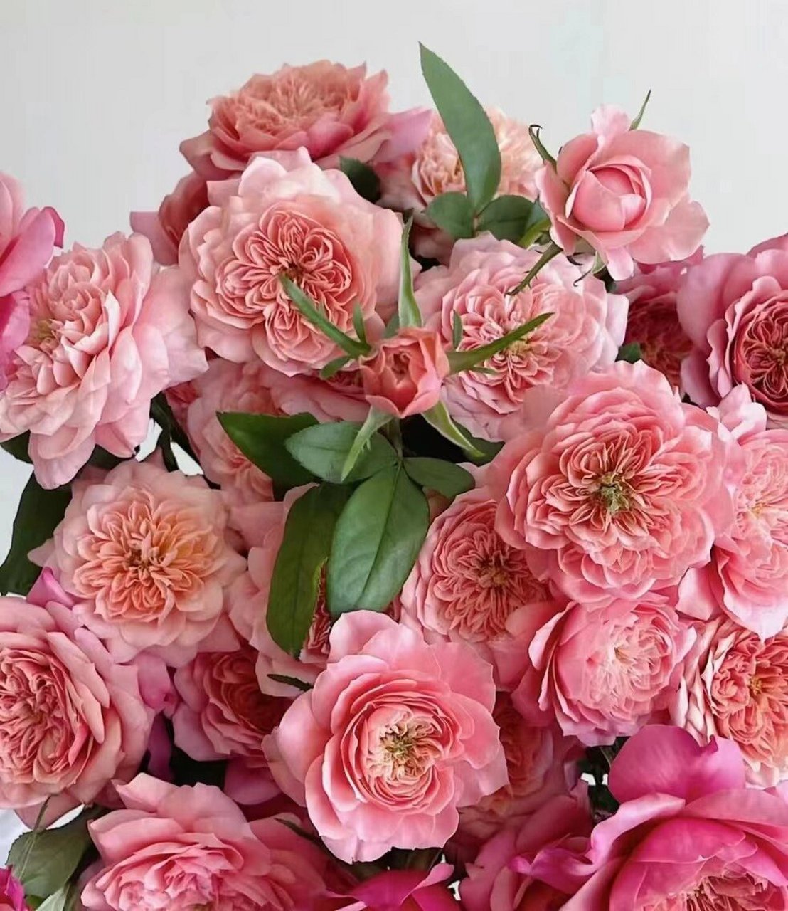 带你识花～美琴多头玫瑰 mikoto 美琴玫瑰 花材:美琴玫瑰 花语:守护的