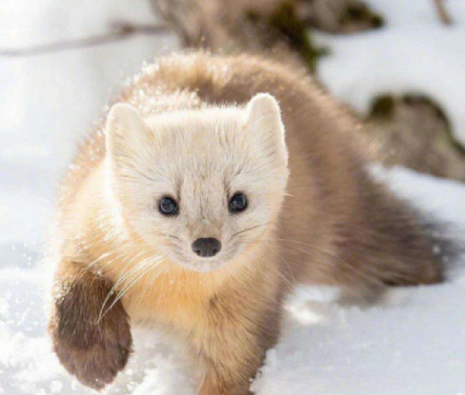 紫貂丨食肉目鼬科貂属动物05 969696 紫貂分布于中国,芬兰