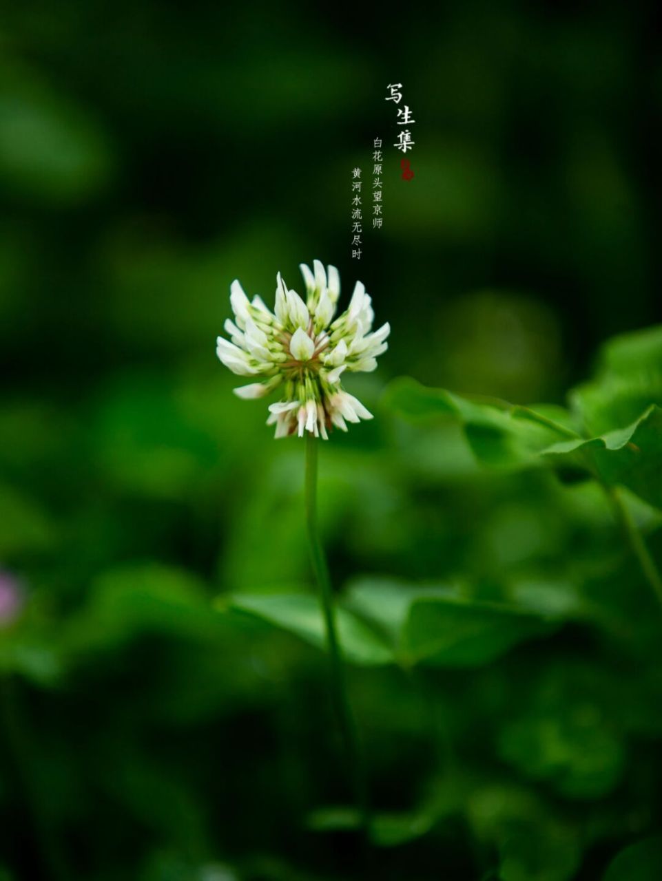 百花车轴草图片