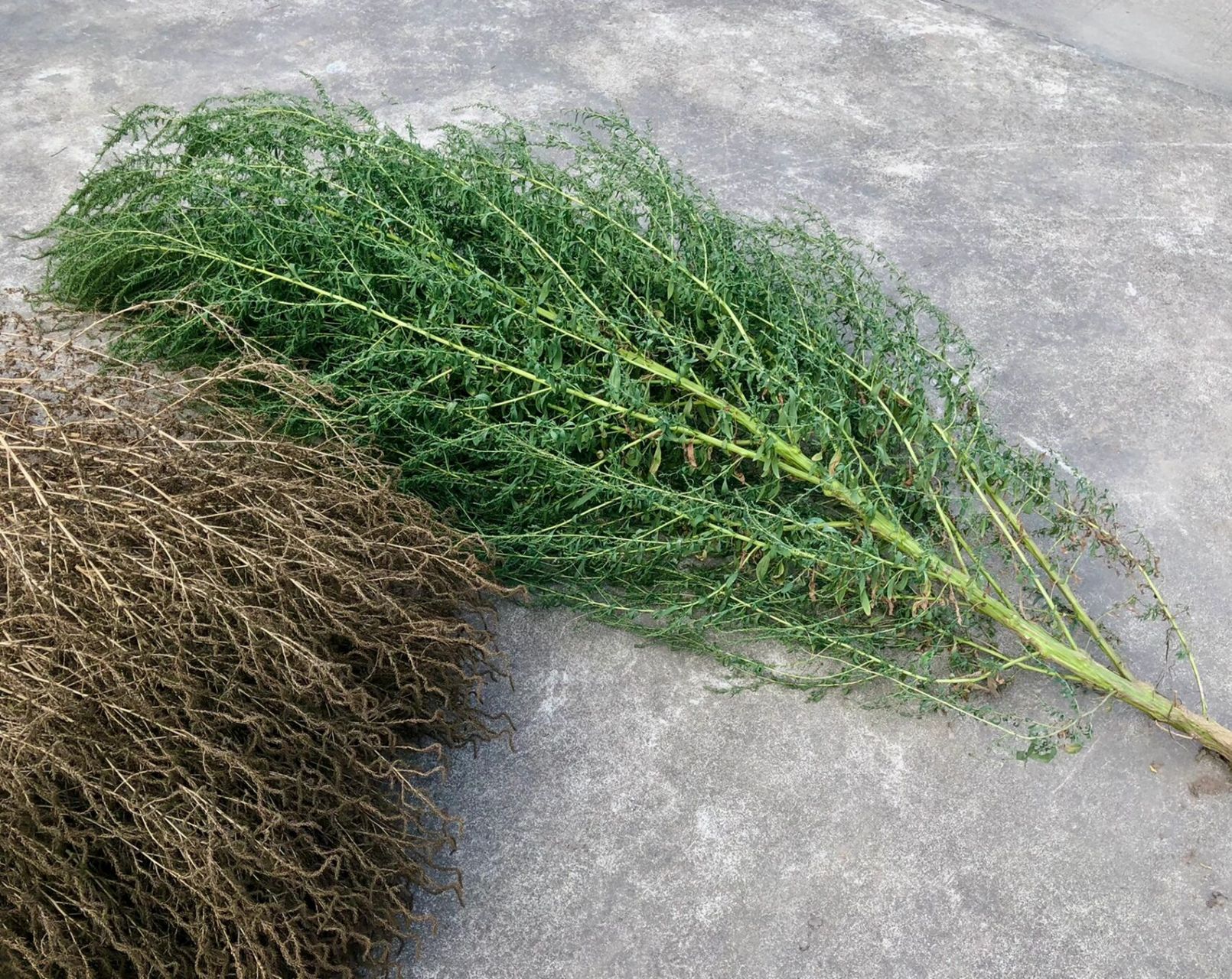 扫把树 挺好玩的 乡下看见的扫把树 很可爱啊