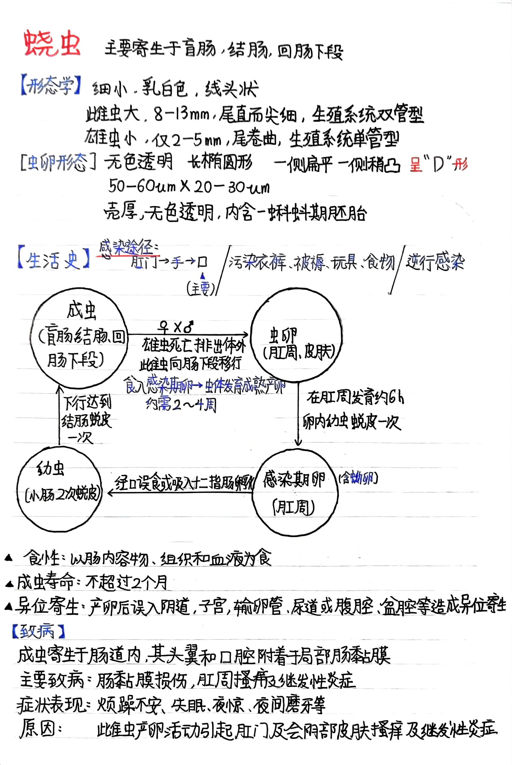 绕虫生活史图片