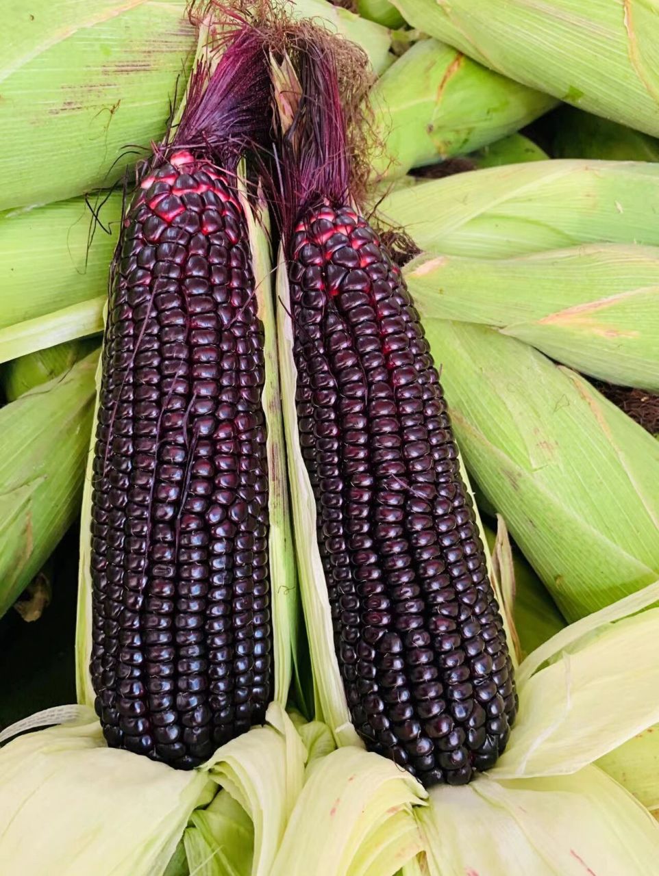高产角质玉米新品种图片