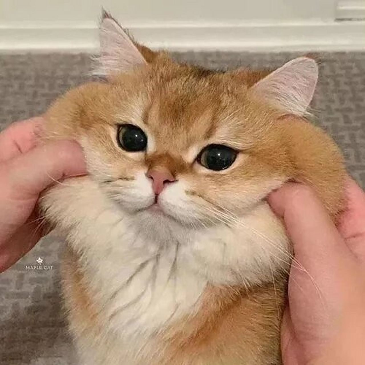 超可爱动物情头 修勾和修喵超配的(图源网络)