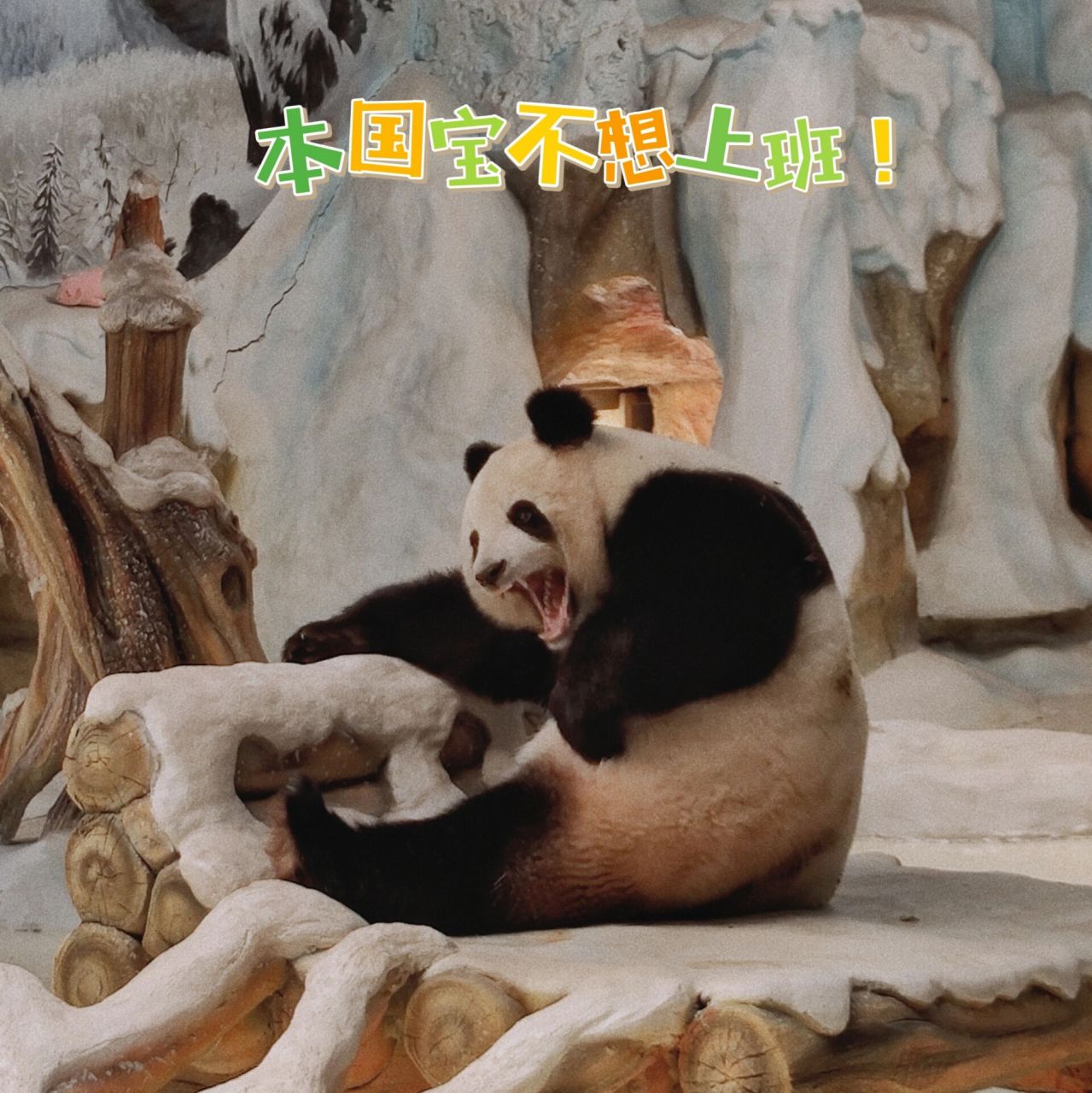 昨天才去過紫清湖野生動物園,找了一圈都沒有看到暖暖,因為他們給