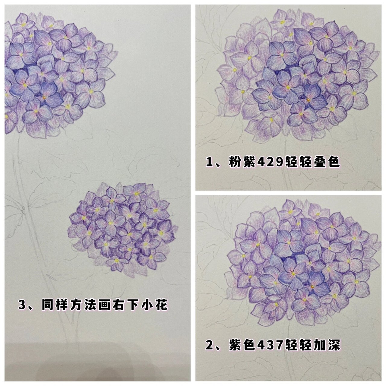 绣球花画法彩铅步骤图片