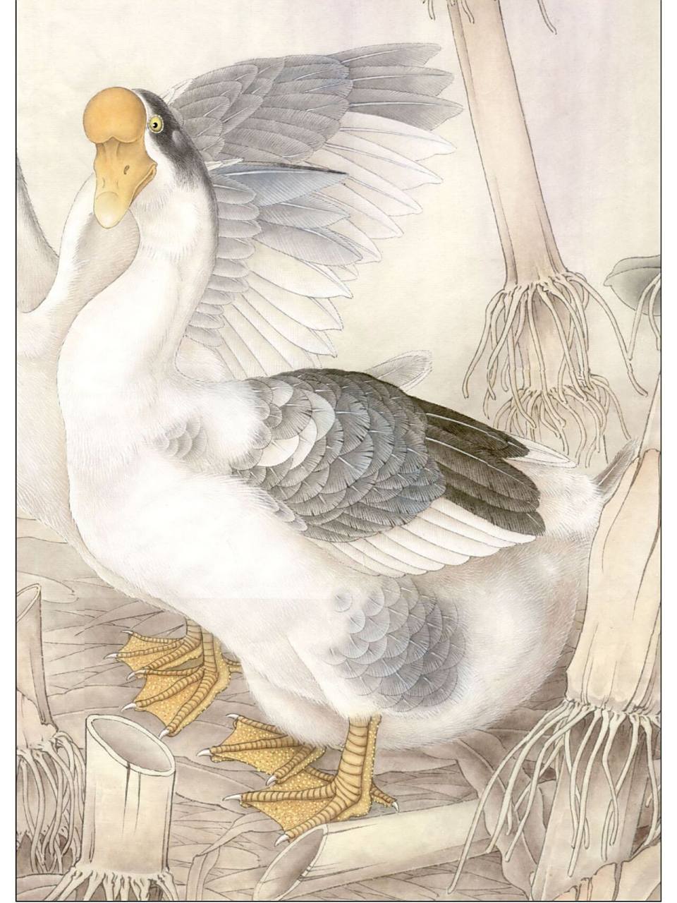 工笔画步骤分享(鸟类设色步骤——家禽鹅) 概述:家禽,比鸭大,额部有