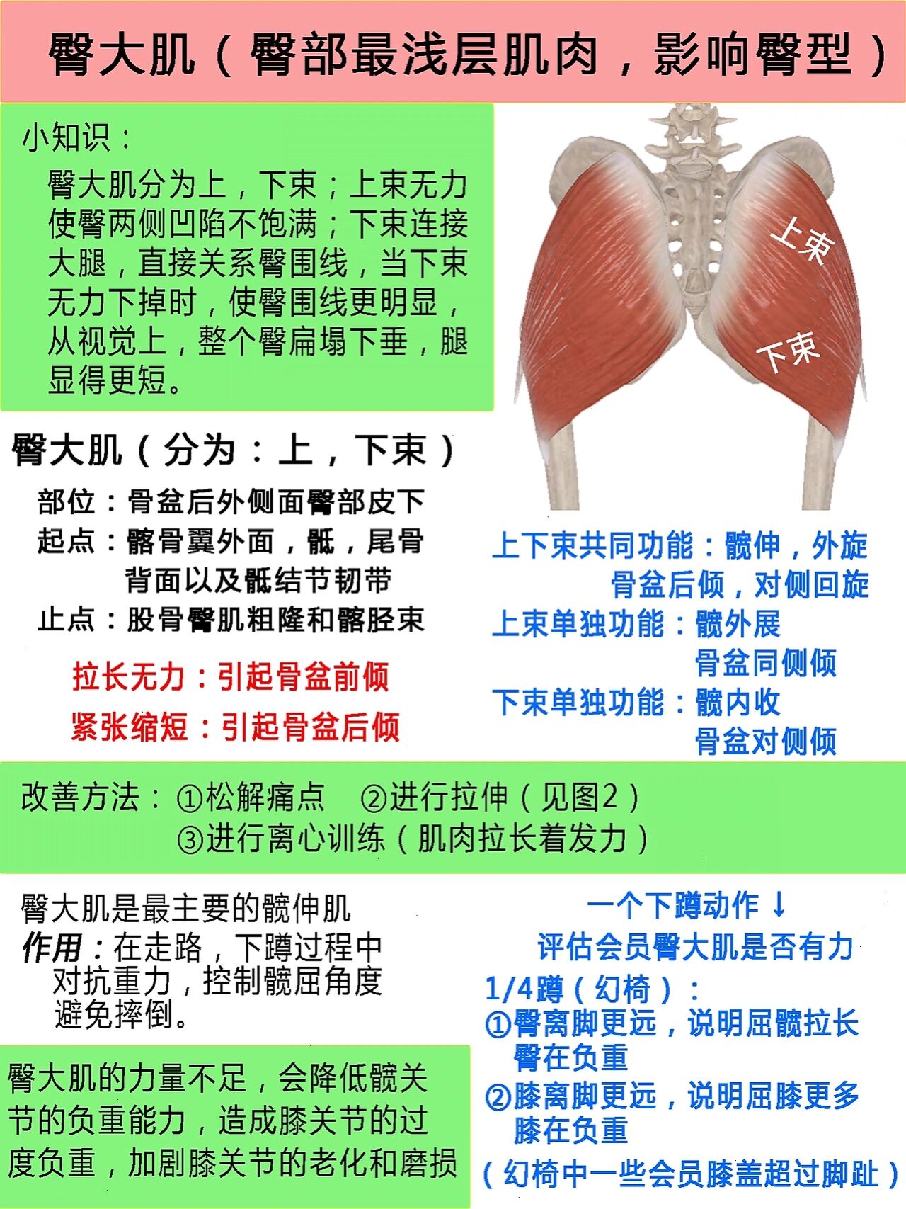 解剖臀大肌|影响臀两侧不饱满,臀围线下掉 臀大肌是臀部最表层肌肉