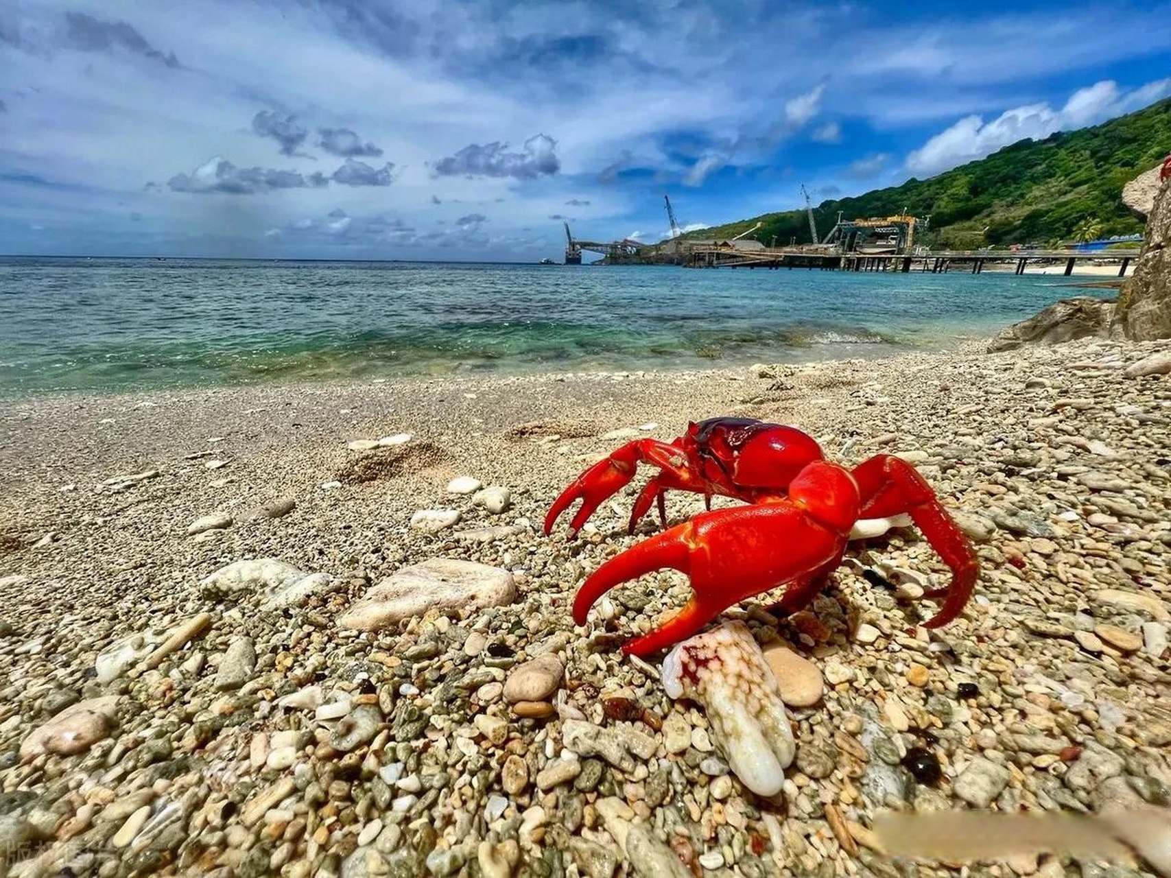 圣诞岛红蟹为什么不能吃