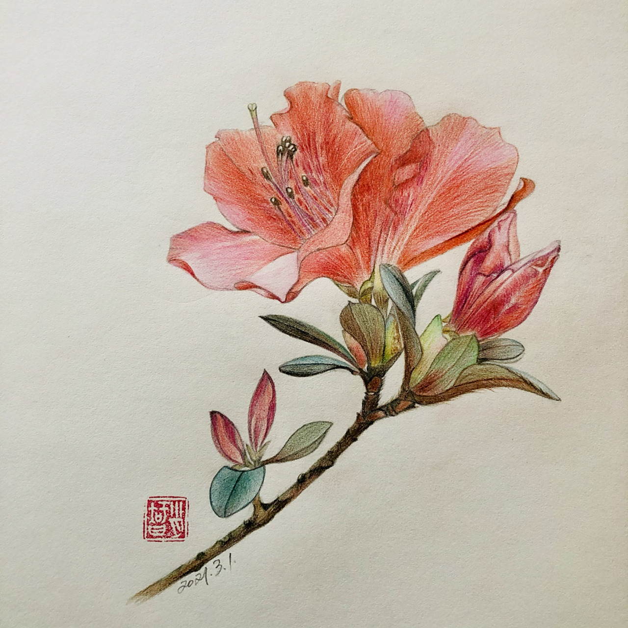 杜鹃花分为草本和木本两种,两种我们贵州都有.