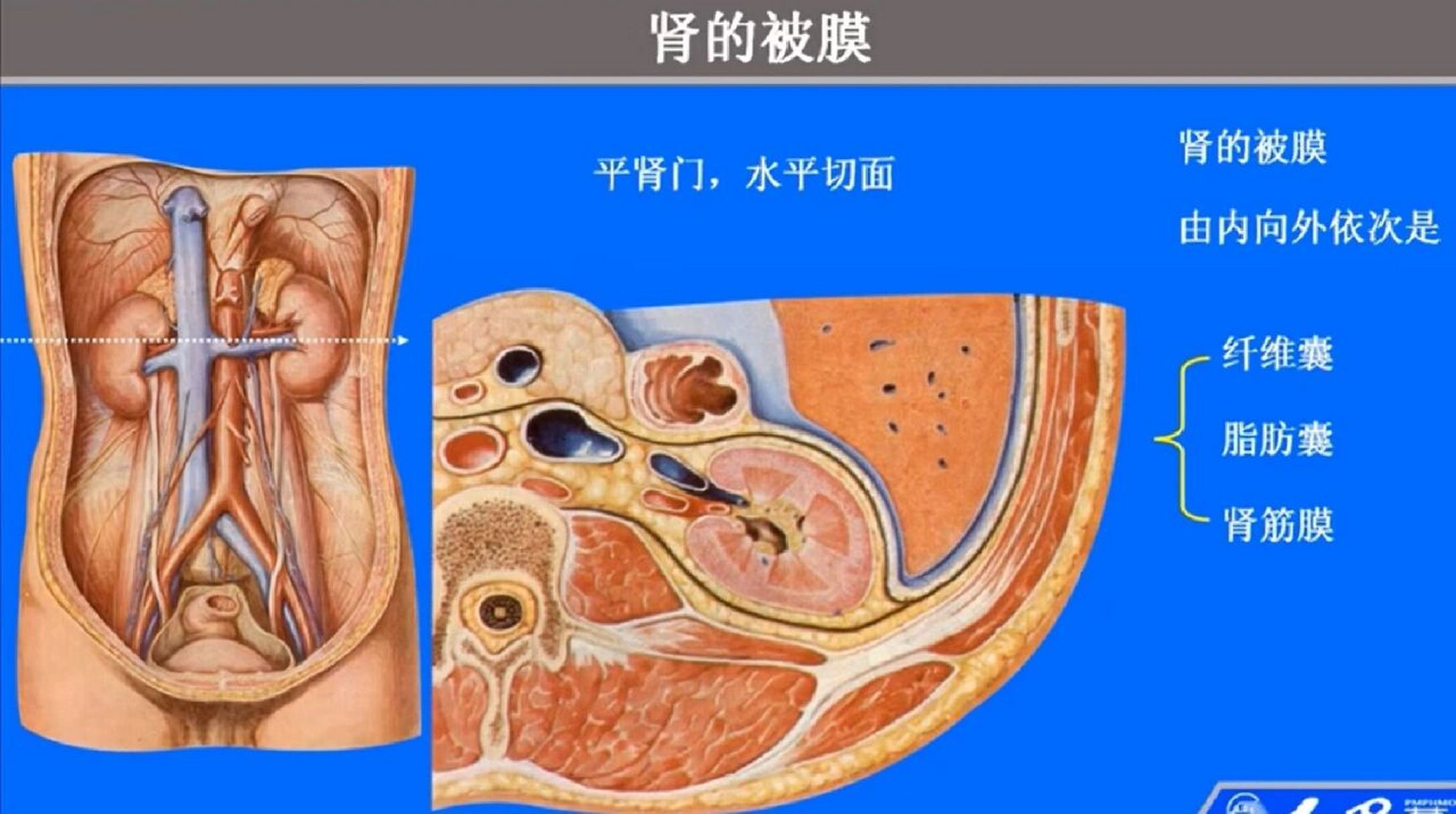 肾图片真实图片 解剖图片