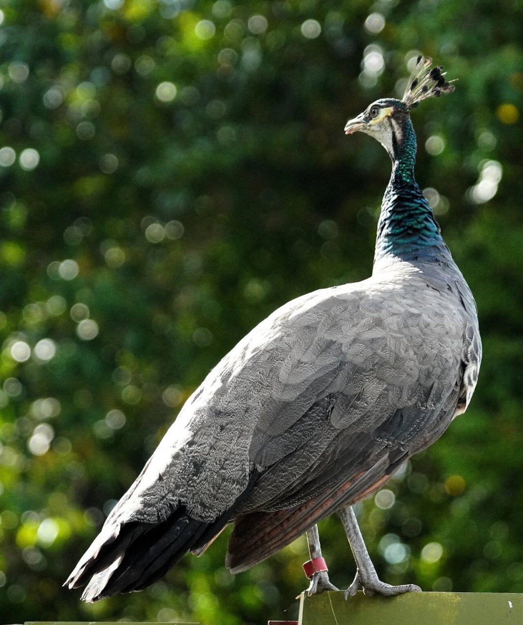 雌性蓝孔雀 虽无雄孔雀一身的华丽,却拥有高贵的气质!