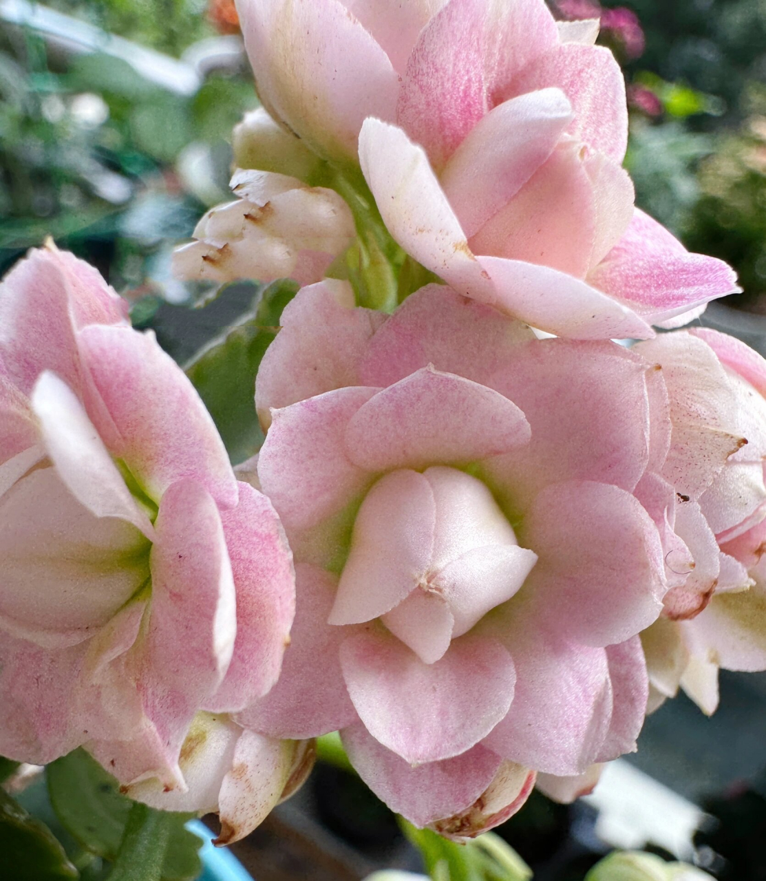 长寿花 玉芙蓉 「玉芙蓉」是见过的花苞最圆的,整个一个圆溜溜,跟牛奶