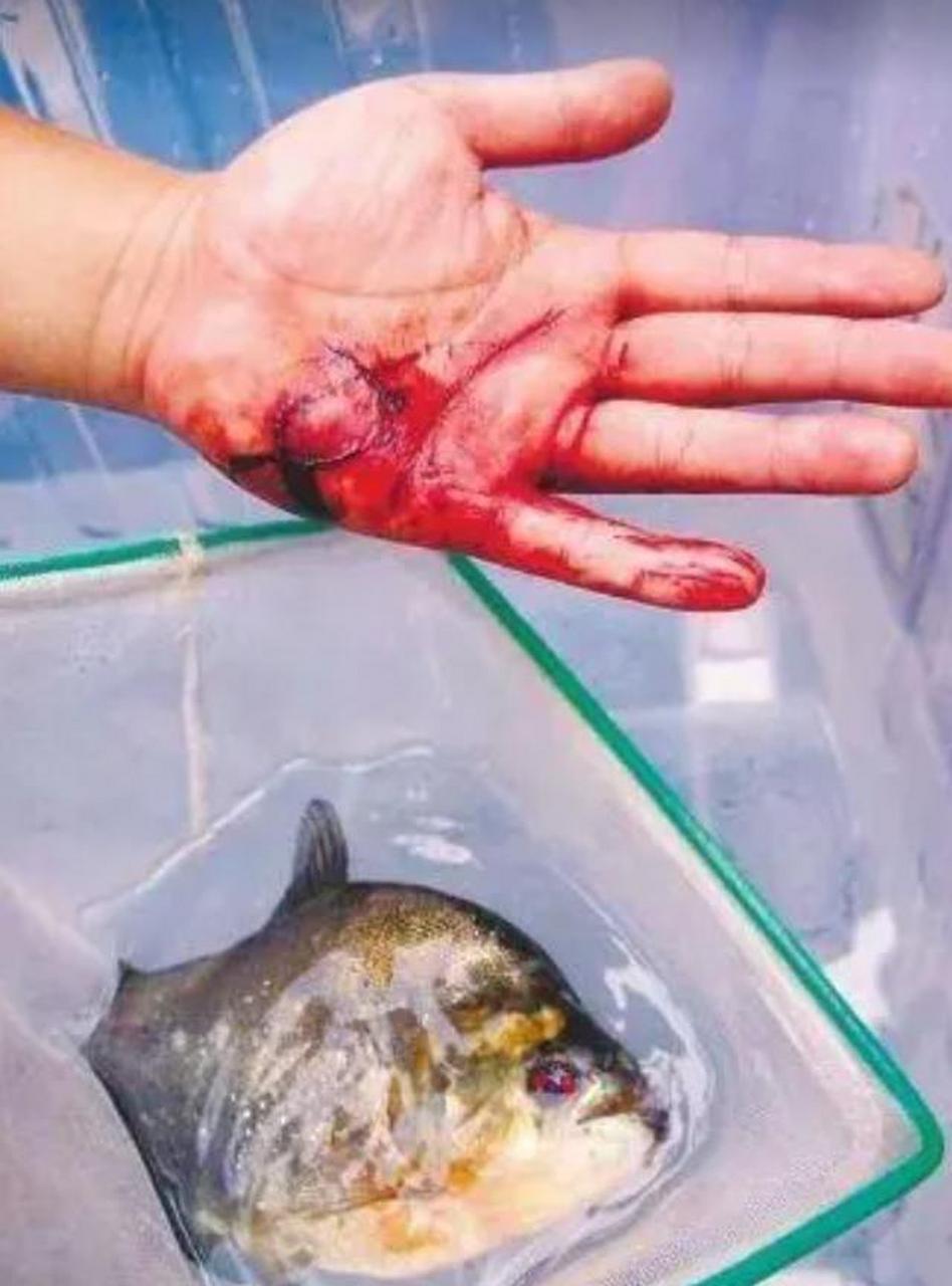 11岁男孩失足掉入食人鱼池,几分钟后成为一具白骨,他的内脏完全被啃噬