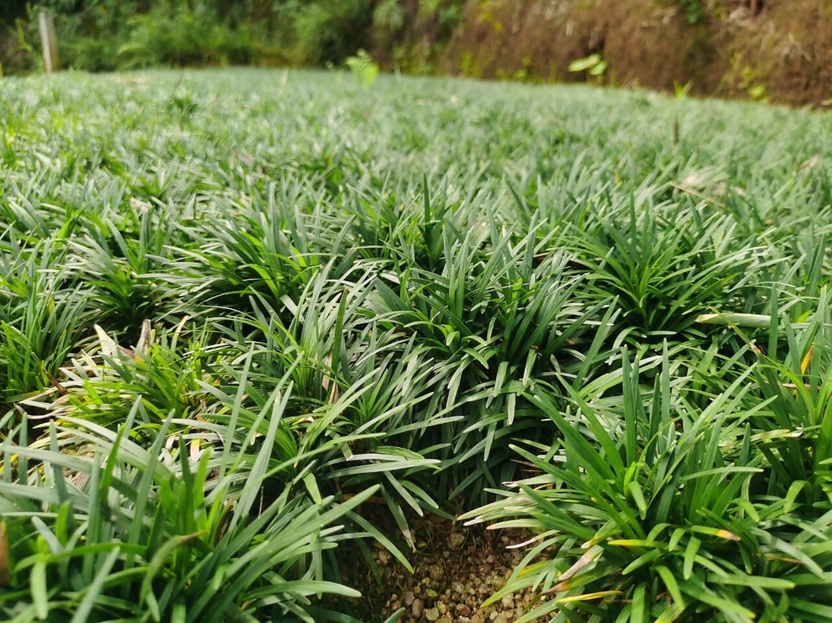 玉龙草又叫矮麦冬,四季常绿 玉龙草又叫矮麦冬,四季常绿,花园,庭院
