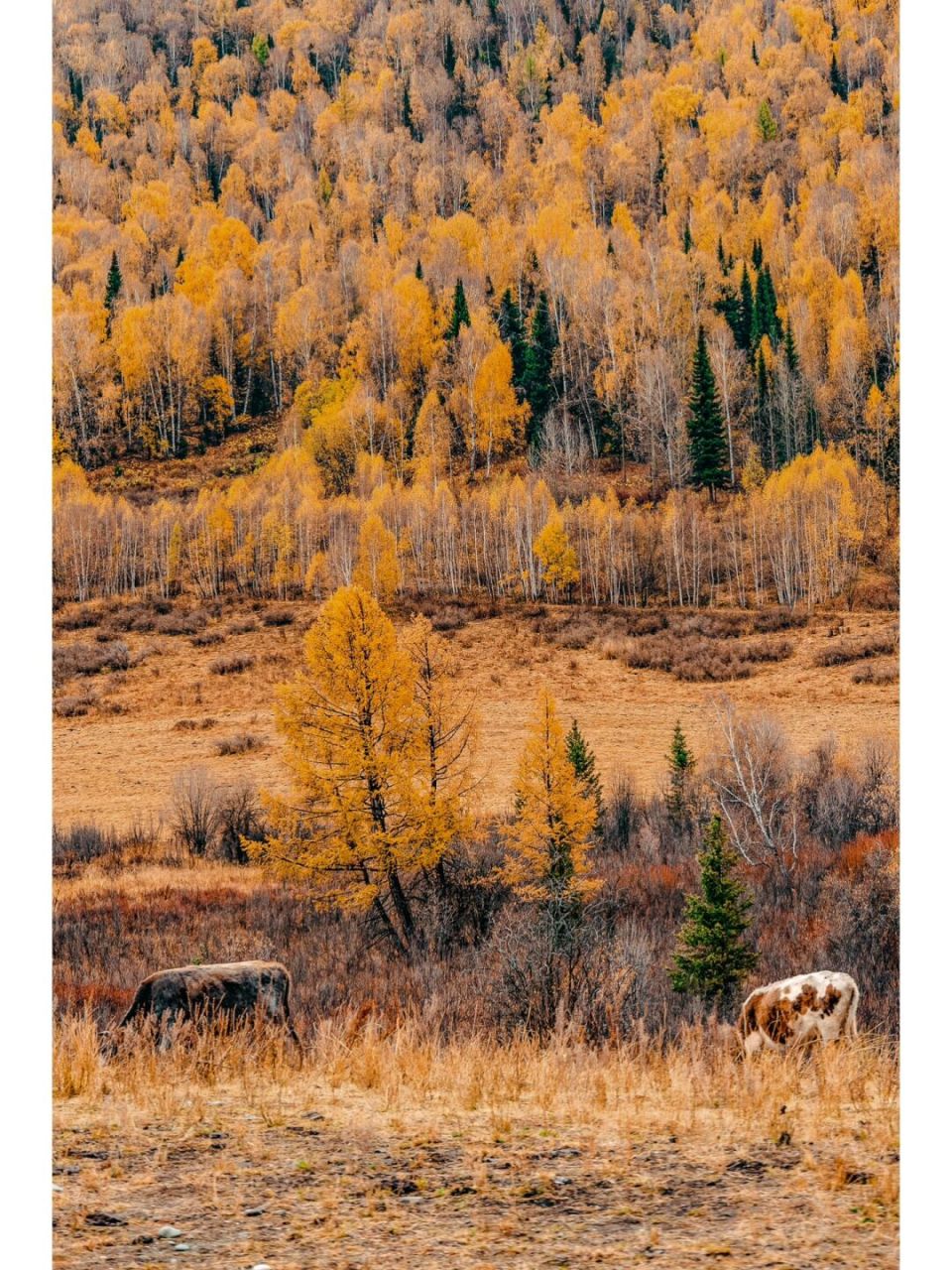 初秋的禾木美丽峰,比宫崎骏的动画还美!