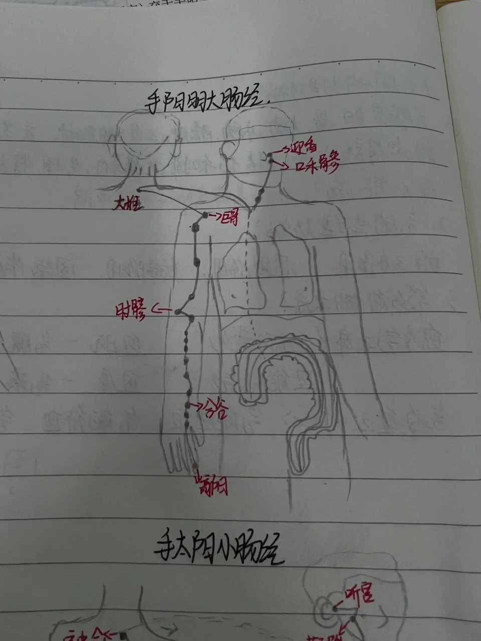 手上三条阳经图片