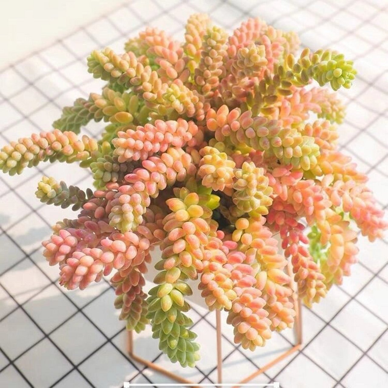 96每天认识一种多肉946796玉坠 一,土壤 在养护玉坠多肉的时候