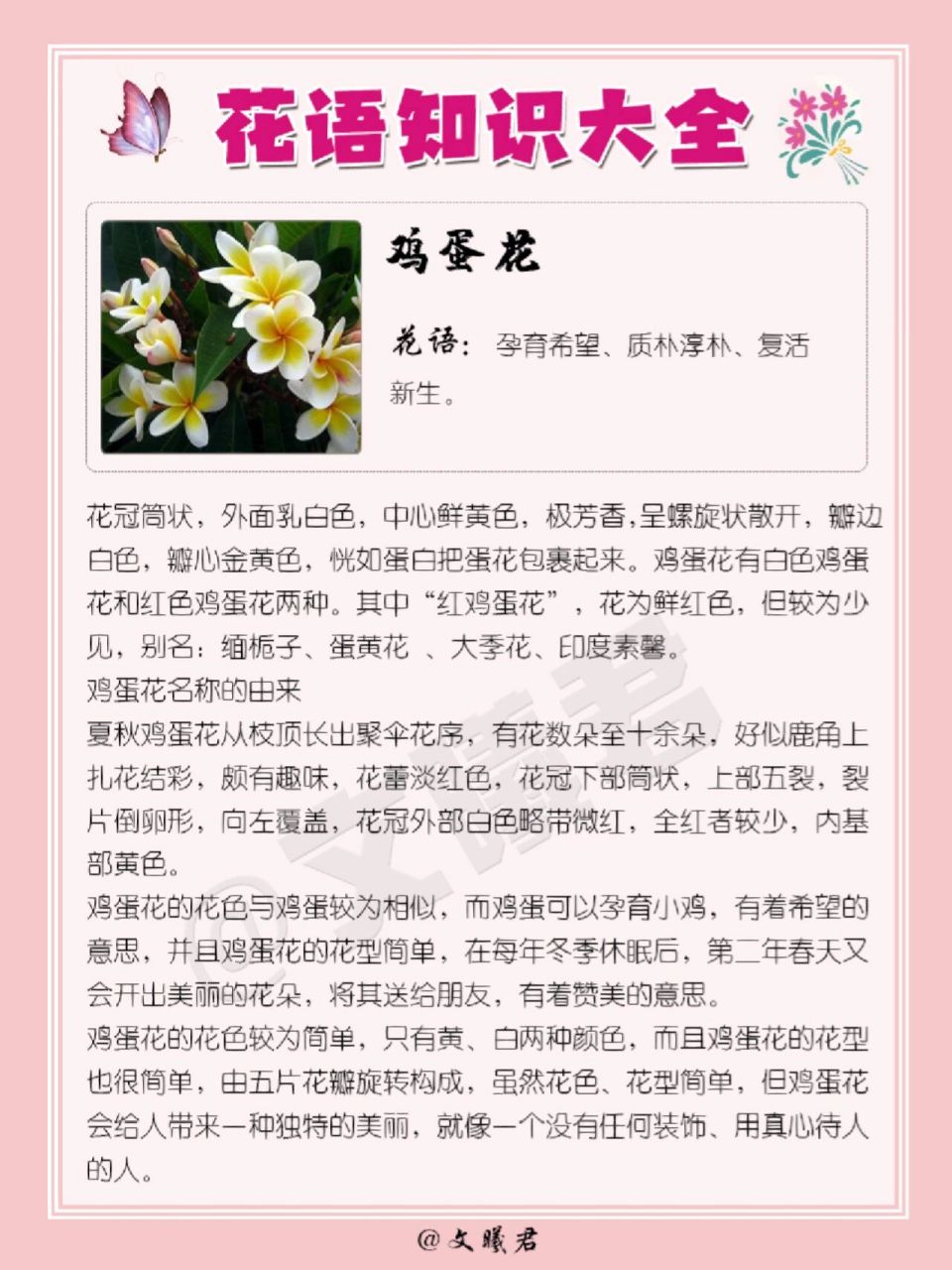 175‖鸡蛋花的花语 鸡蛋花 花语:孕育希望,质朴淳朴,复活新生.