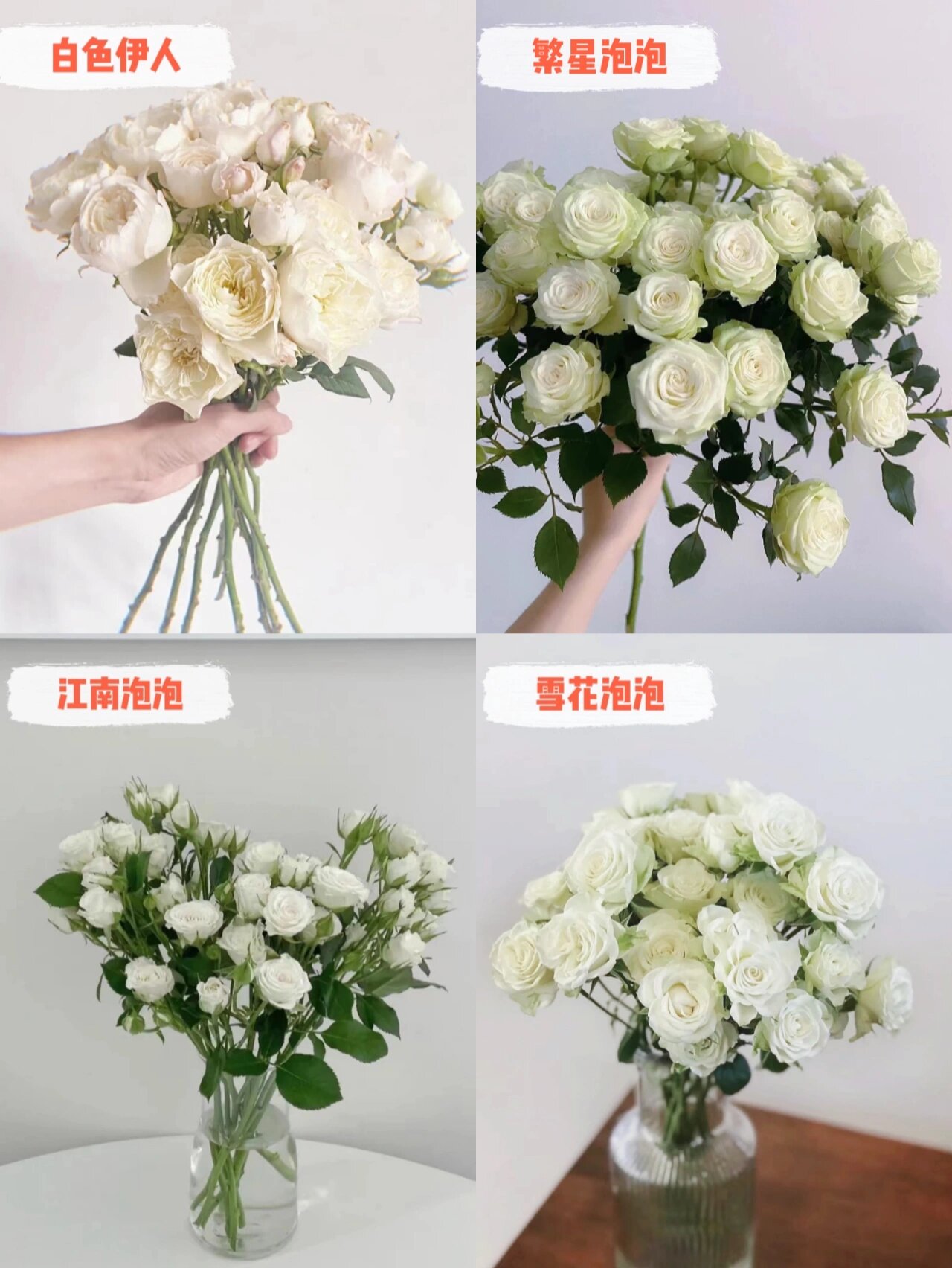 12种白色泡泡玫瑰,好像糯叽叽的小团子