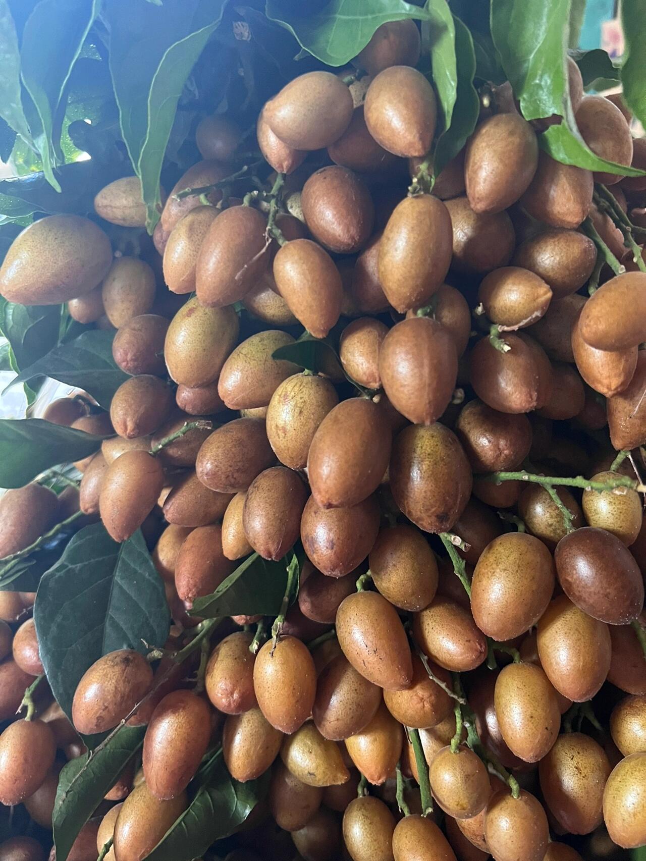 黑金刚黄皮和鸡心黄皮新鲜到货,实拍实拍! 灵山黄皮果,每天新鲜到货!
