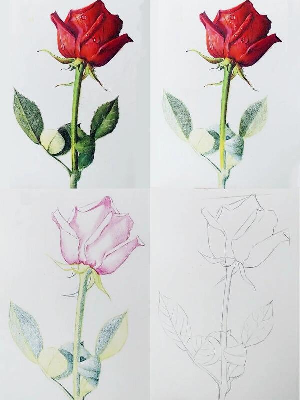 彩铅画|玫瑰教程,中秋快乐