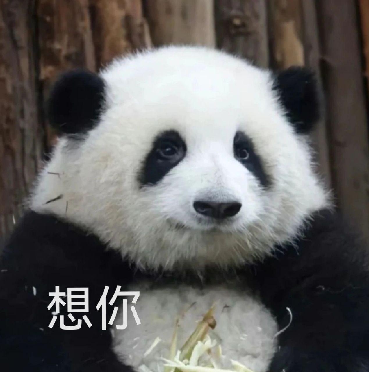 花花牌表情包分享 花花表情包,很多都是我自己制作的,嘿嘿.