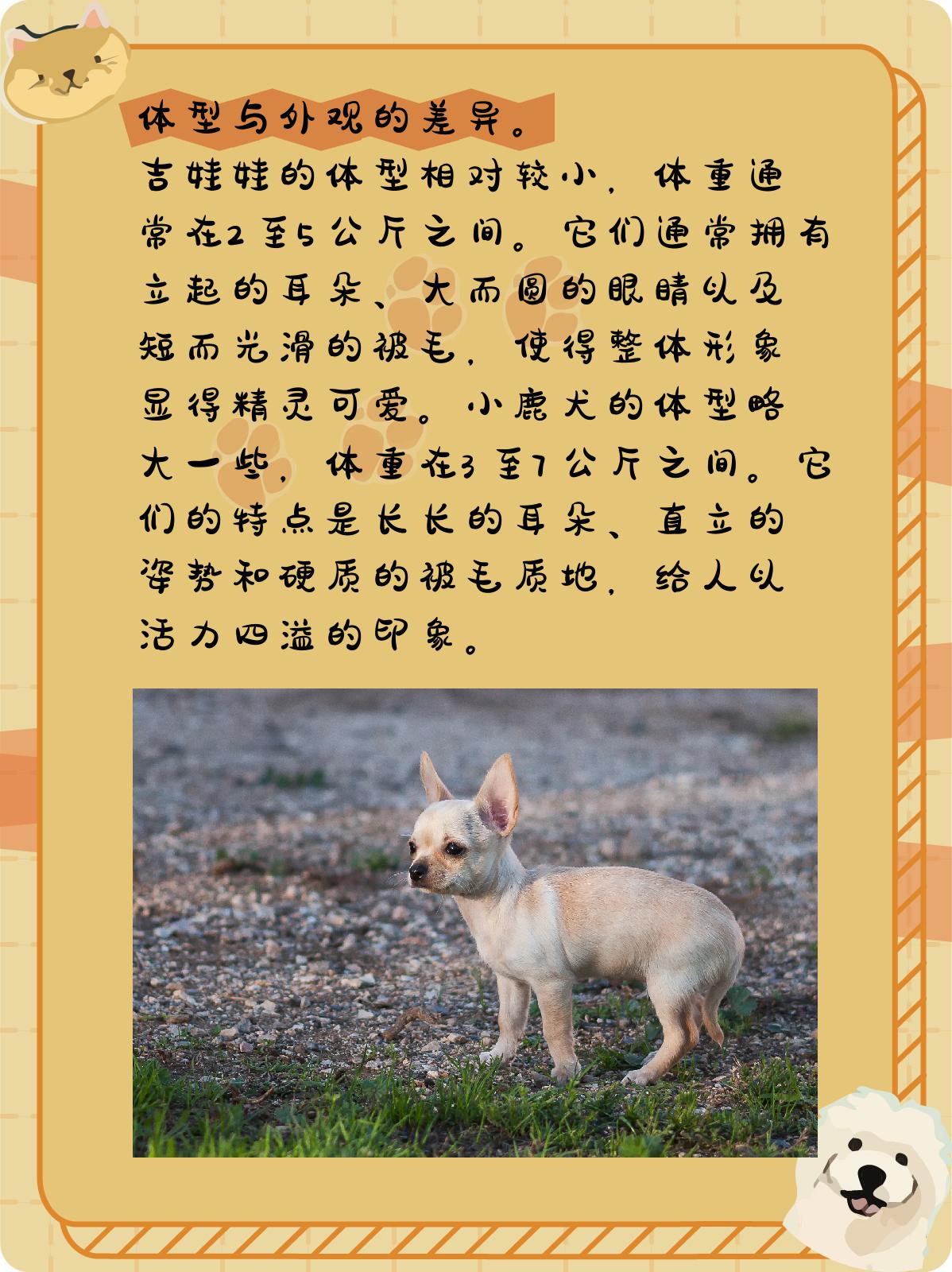 在犬类世界里,吉娃娃和小鹿犬因其独特的外貌和性格特点而备受人们