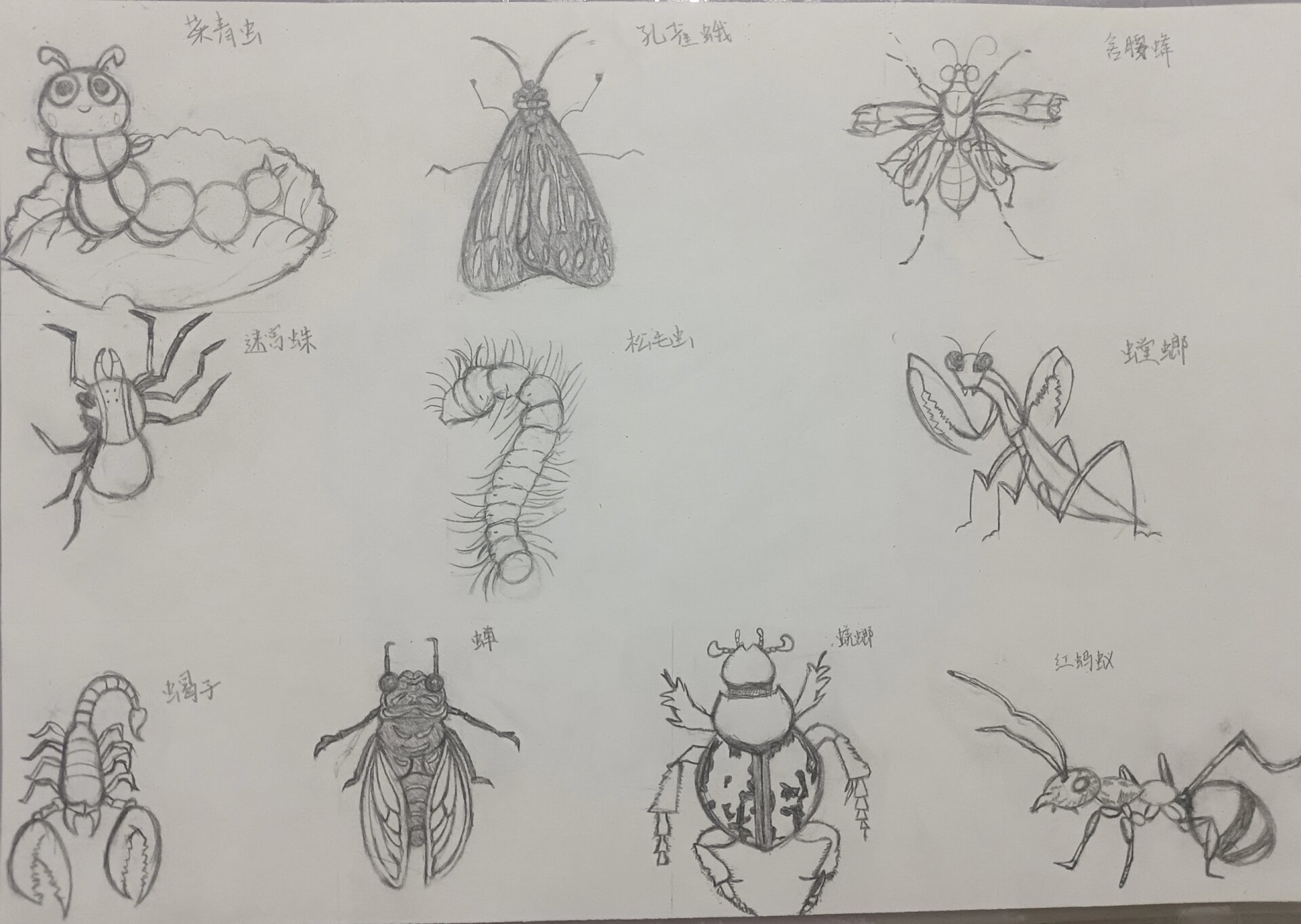 昆虫图鉴 《昆虫记@导航鹿吃吃的动态