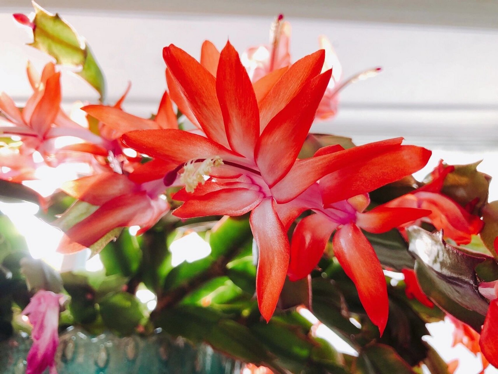 蟹爪兰到底有多少种颜色?