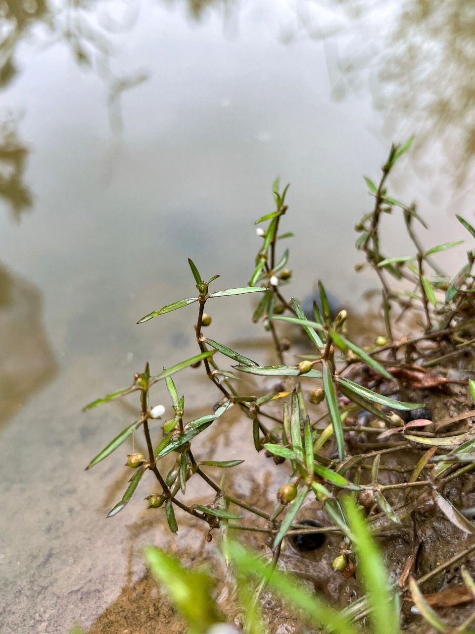 26: 白花蛇舌草  白花蛇舌草(学名:hedyotis diffusa)为一年生披散