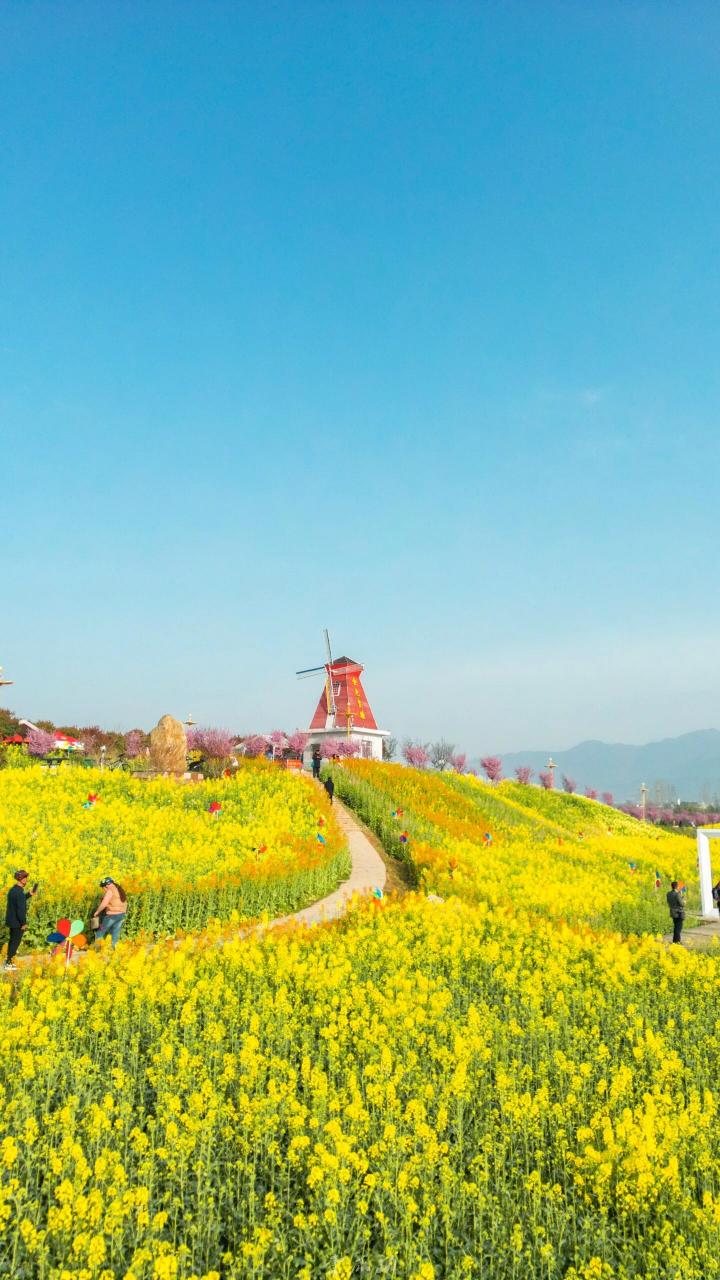 汉中油菜花最佳观景点图片