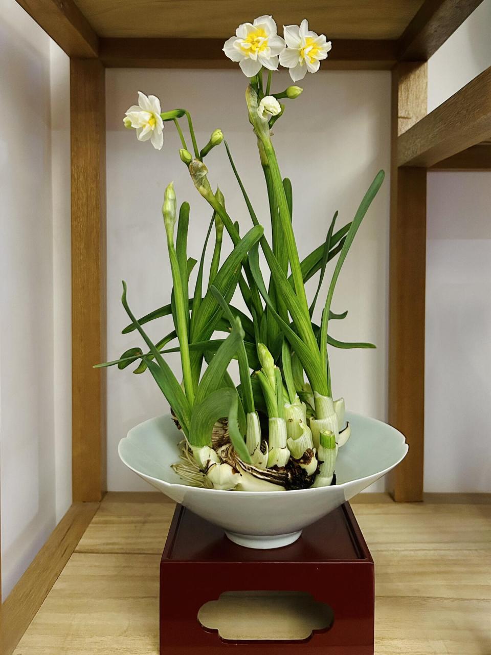 千叶水仙"玉玲珑" "(水仙)一种千叶者,花片卷皱