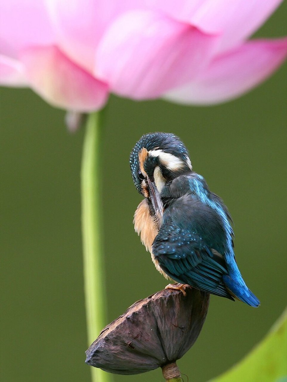 翠鸟 那是五只墨绿色的翠鸟.