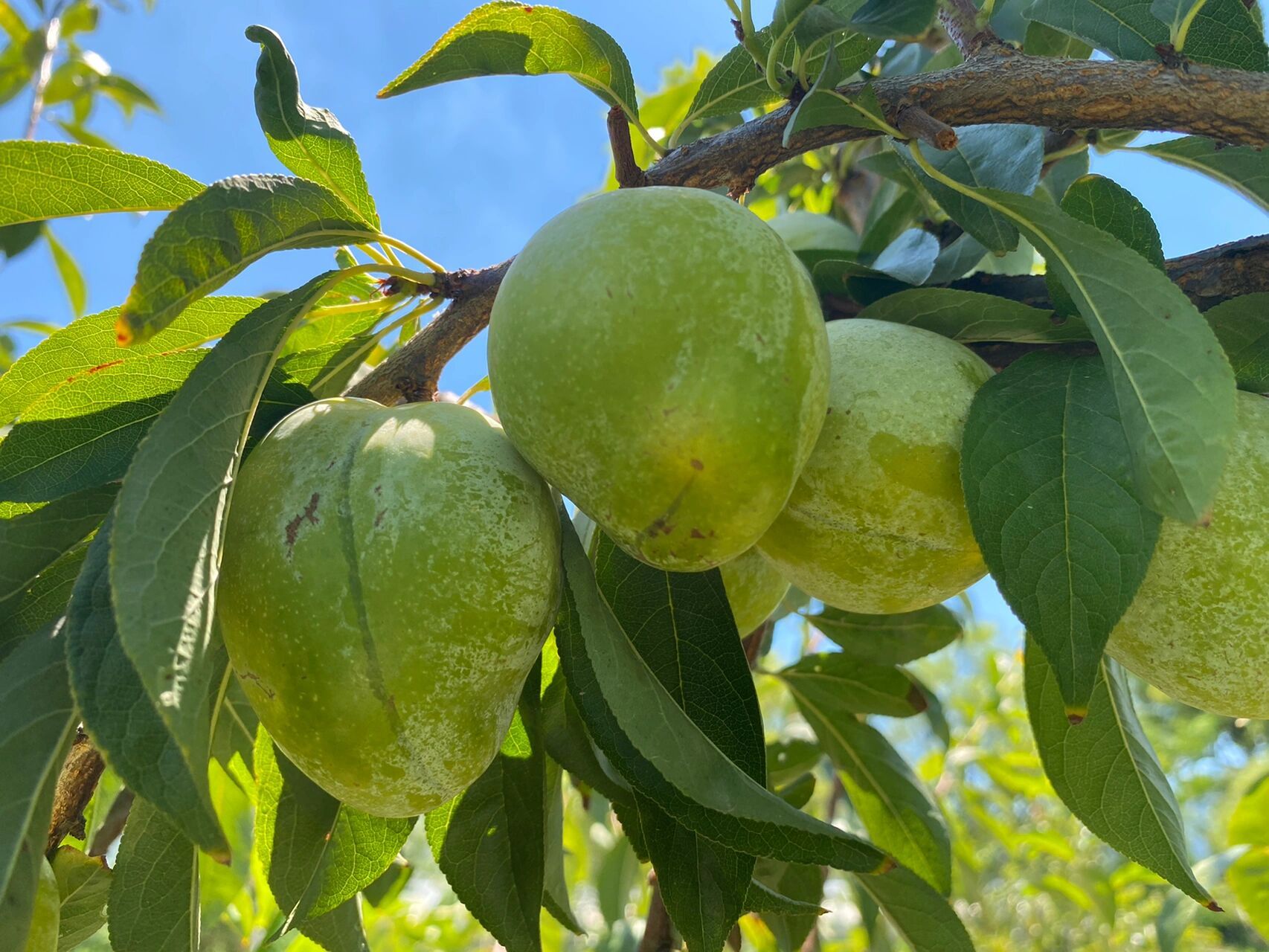 浦江特产桃形李 自家种的  要的微我 可快递