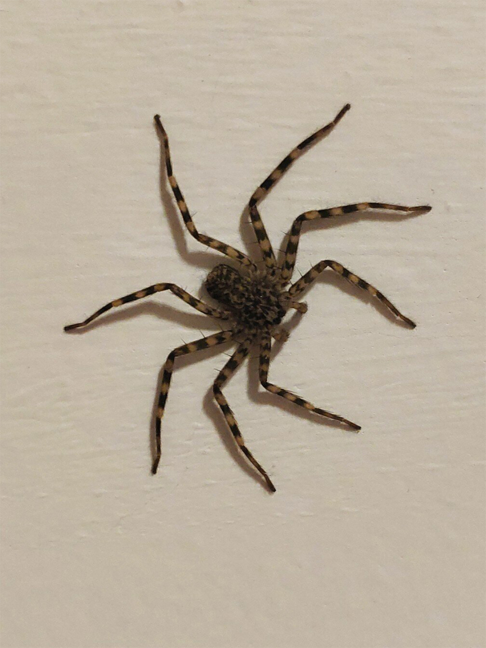 农村常见的大蜘蛛图片 9915 农村的大蜘蛛图片来啦!