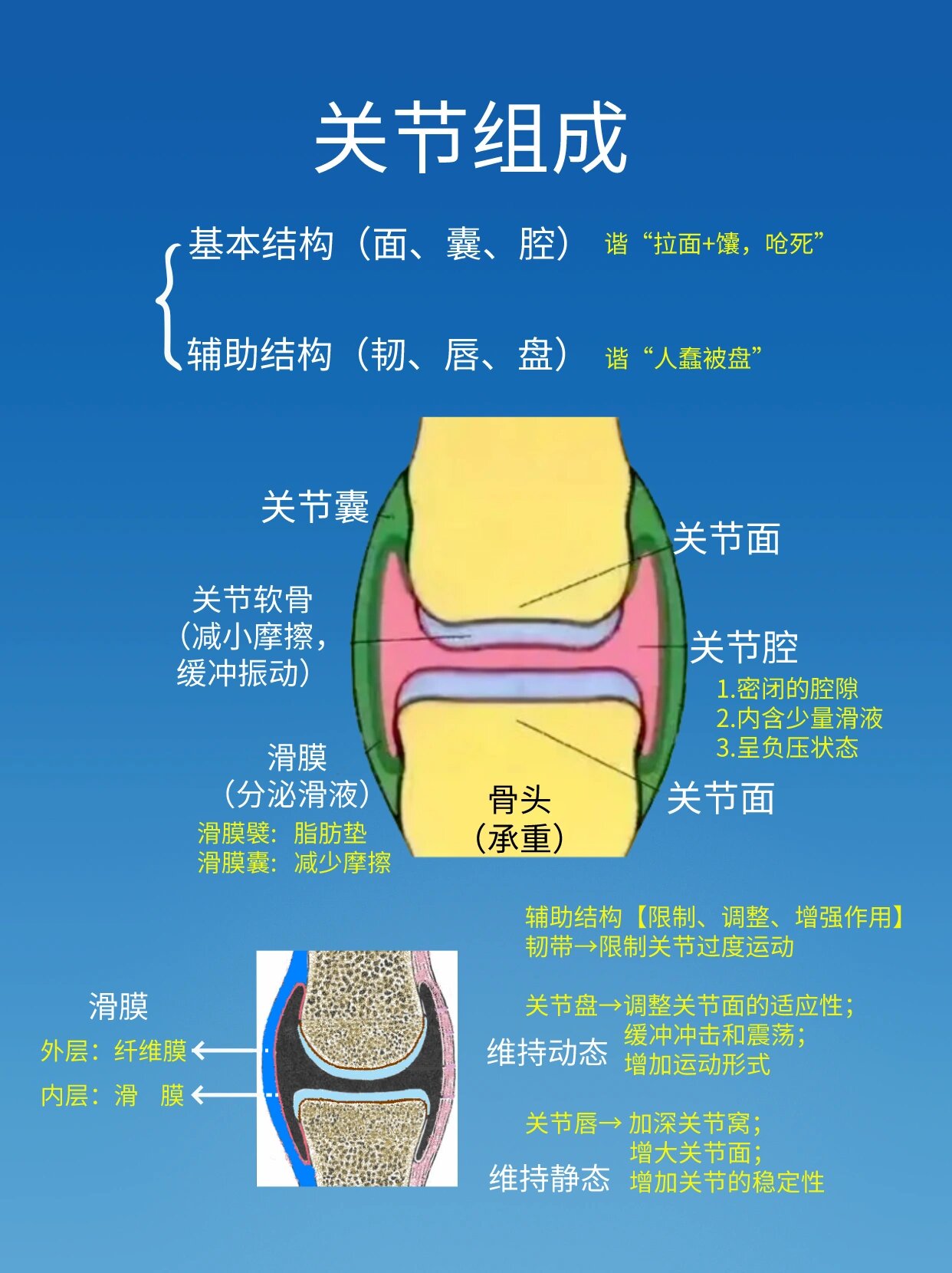 关节的基本结构模式图图片