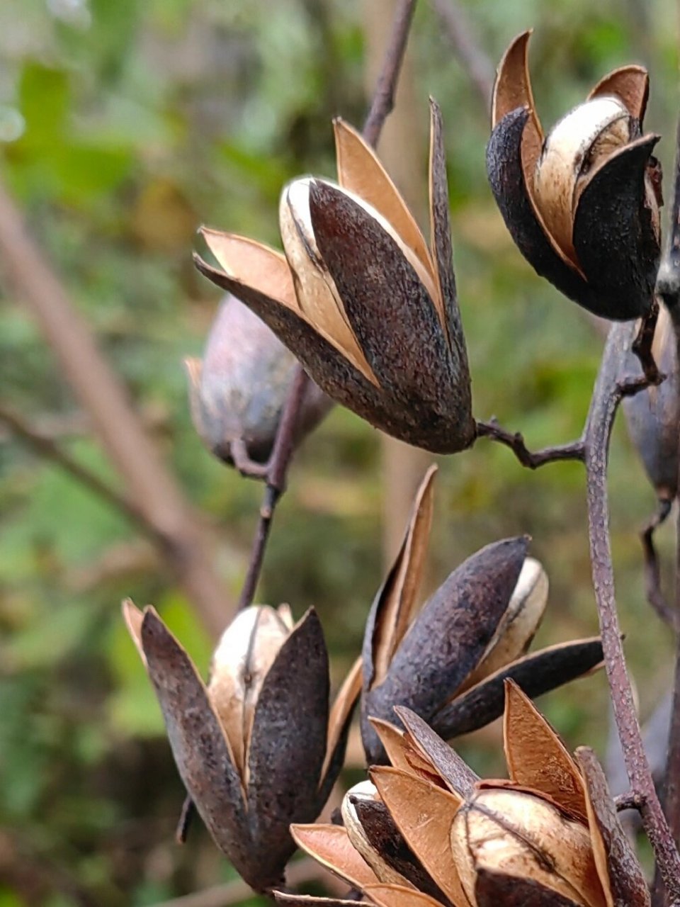 春芽树果实图片