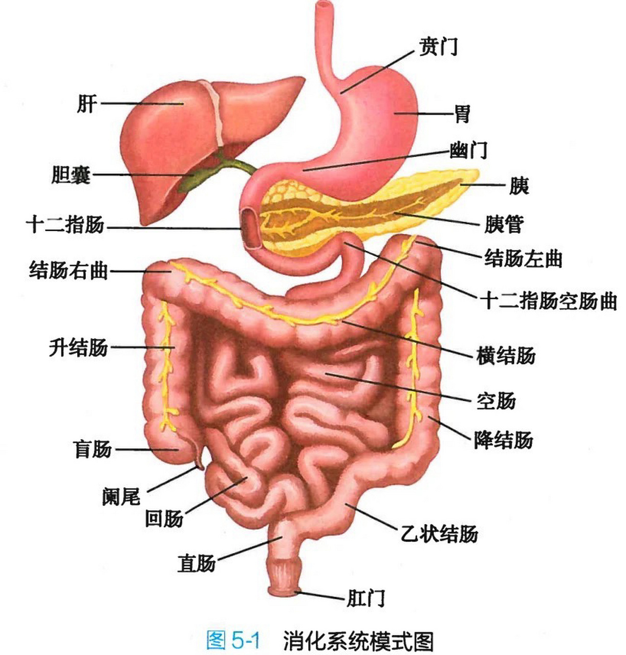 消化系统解剖图清晰图片