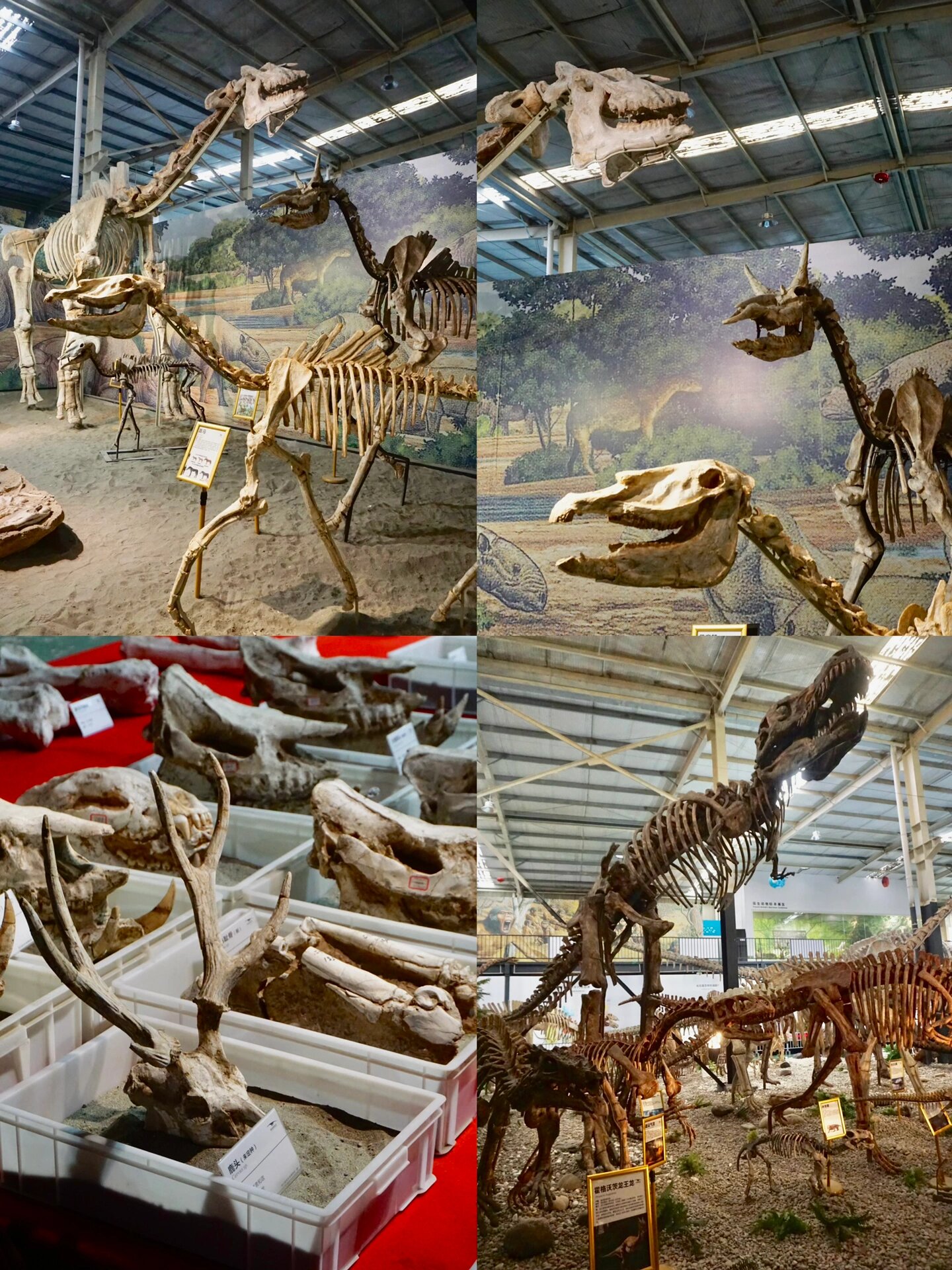 成都周边遛娃-周末崇州一日游 96崇州天演博物馆 名称由来:早期国内