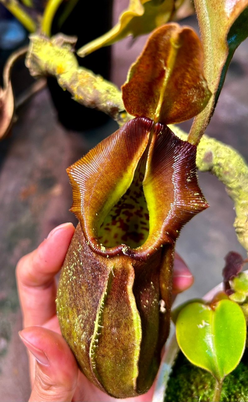 一颗老桩 | 云雾猪笼草 #猪笼草# #食虫植物