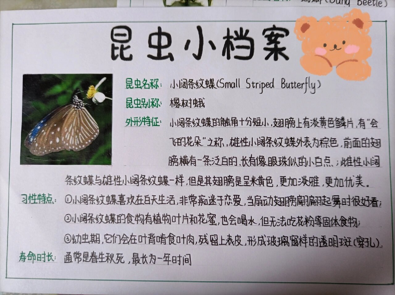 昆虫档案卡图片