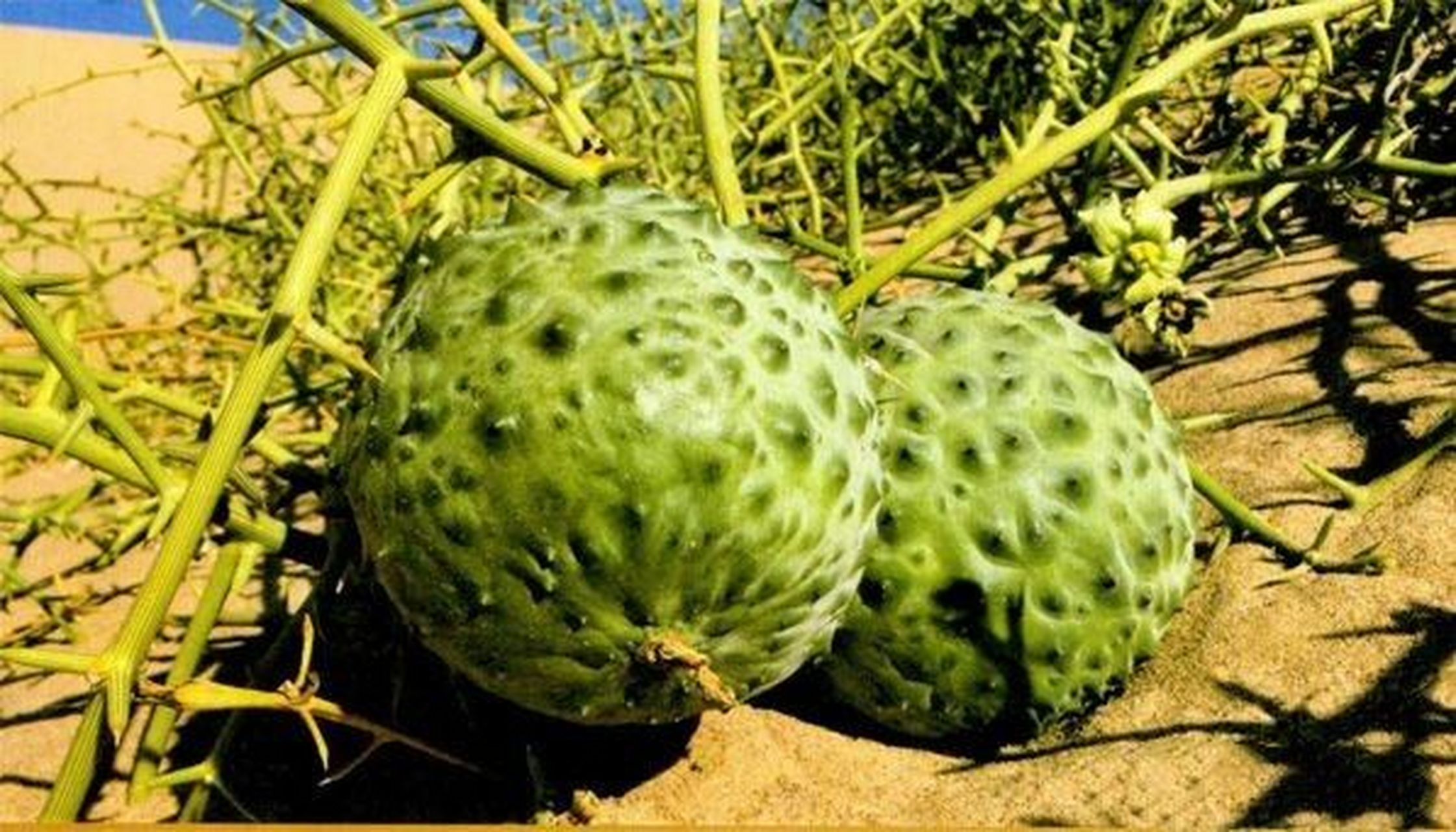 非洲特产,沙漠西瓜 非洲西南沿海有一片沙漠,年平均降水量不足10毫米