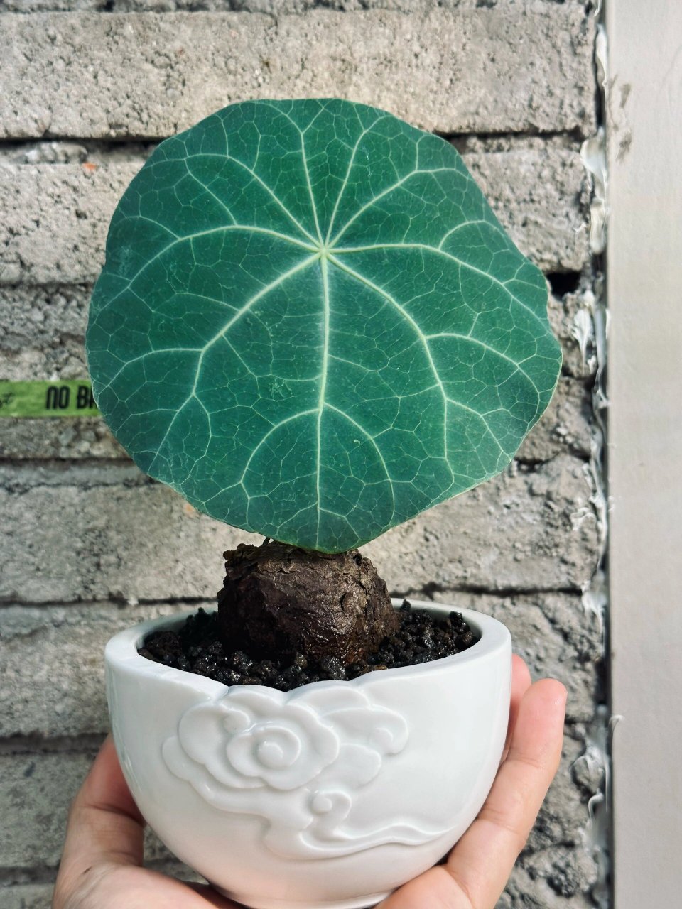 块根植物入门必种