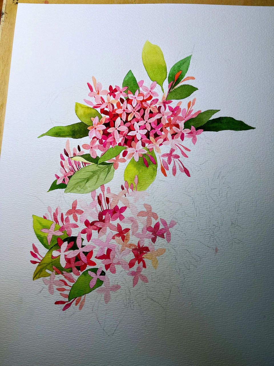 水彩花卉写生练习·龙船花(小碎花画法) 今日份分享一下小碎花的一个