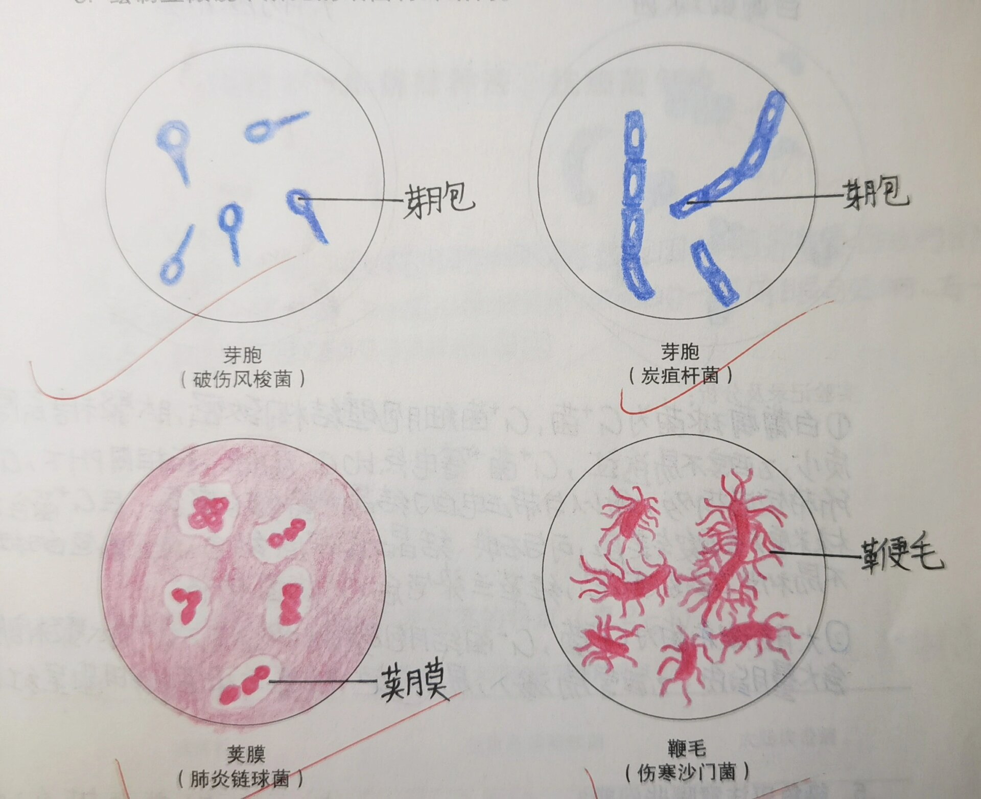 鞭毛红蓝铅笔图图片