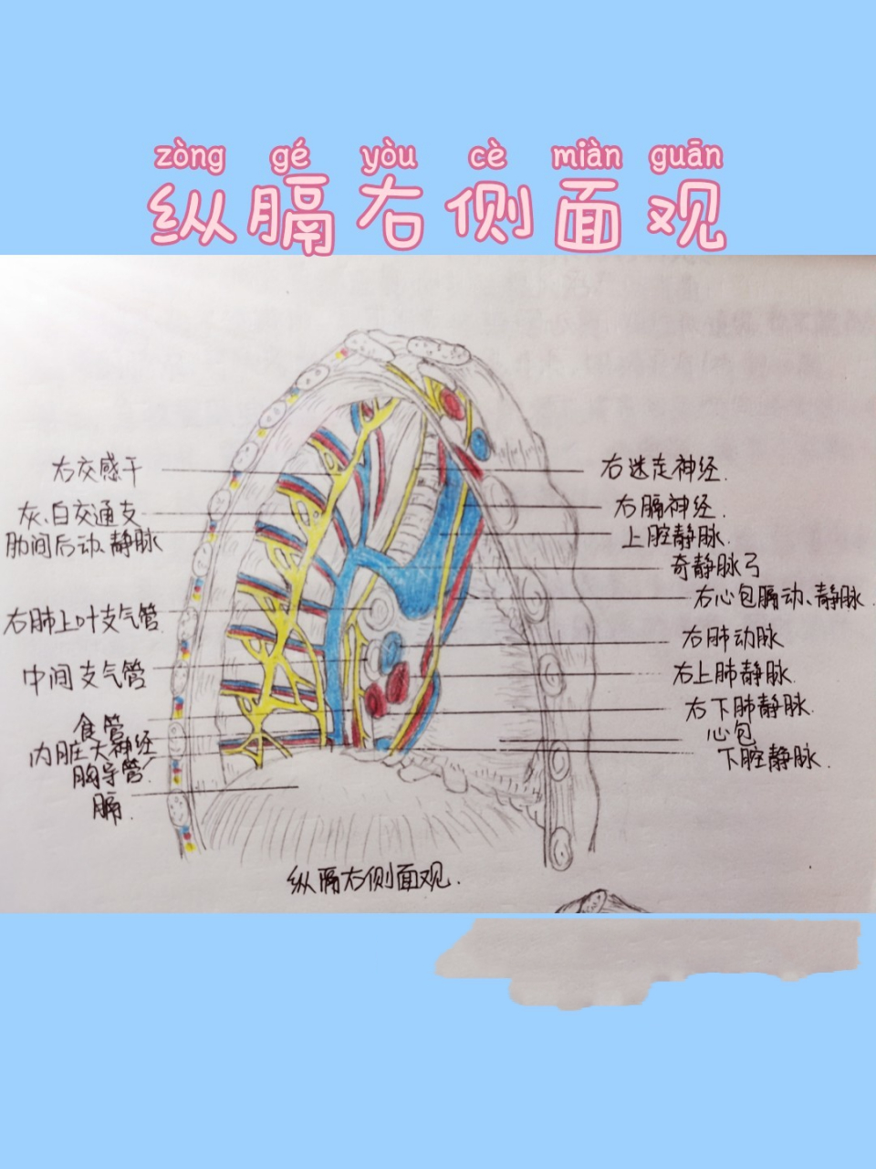 纵隔右侧面观 图2.纵隔左侧面观