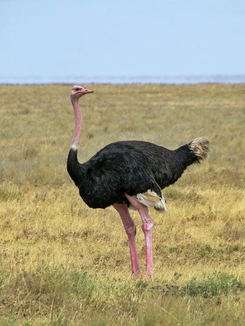 鸟类图鉴 | 鸵鸟是妥妥的草原明星 原创拍摄于塞伦盖蒂 	 鸵鸟,也叫