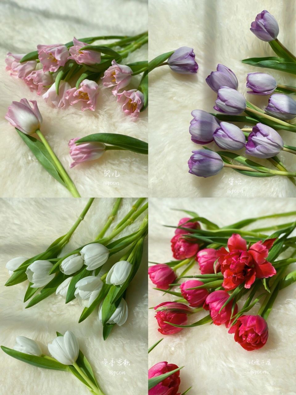 带你认识所有国产郁金香 第一集36款 最近养的单瓣和重瓣 大部分为