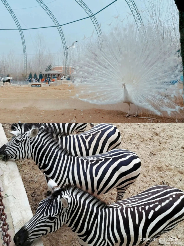 濮阳必打卡地之一|东北庄野生动物园
